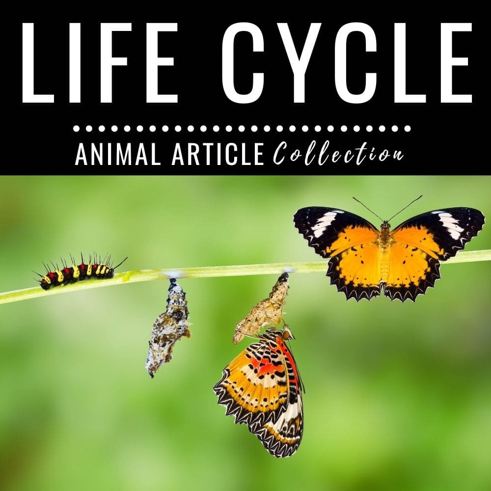 life cycle.