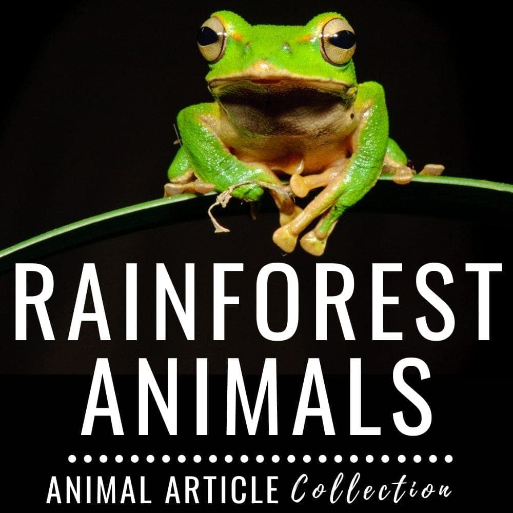 rainforest animals.