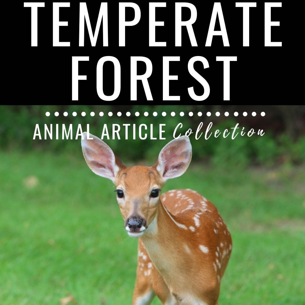 temperate forest animal articles.