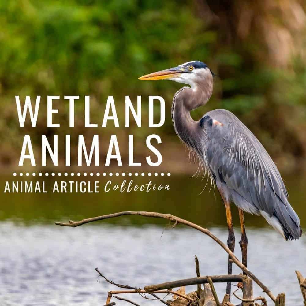 wetland animals.