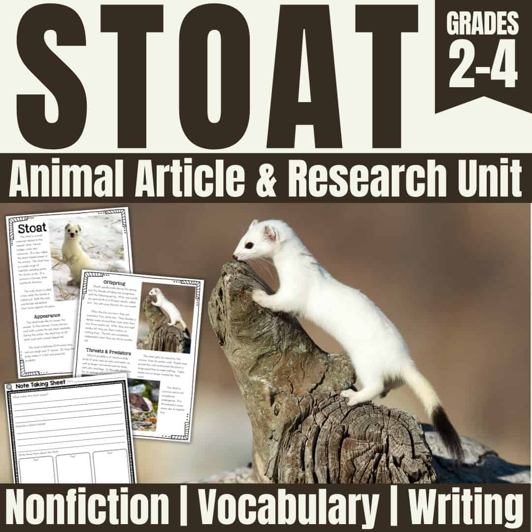 Stoat cover.