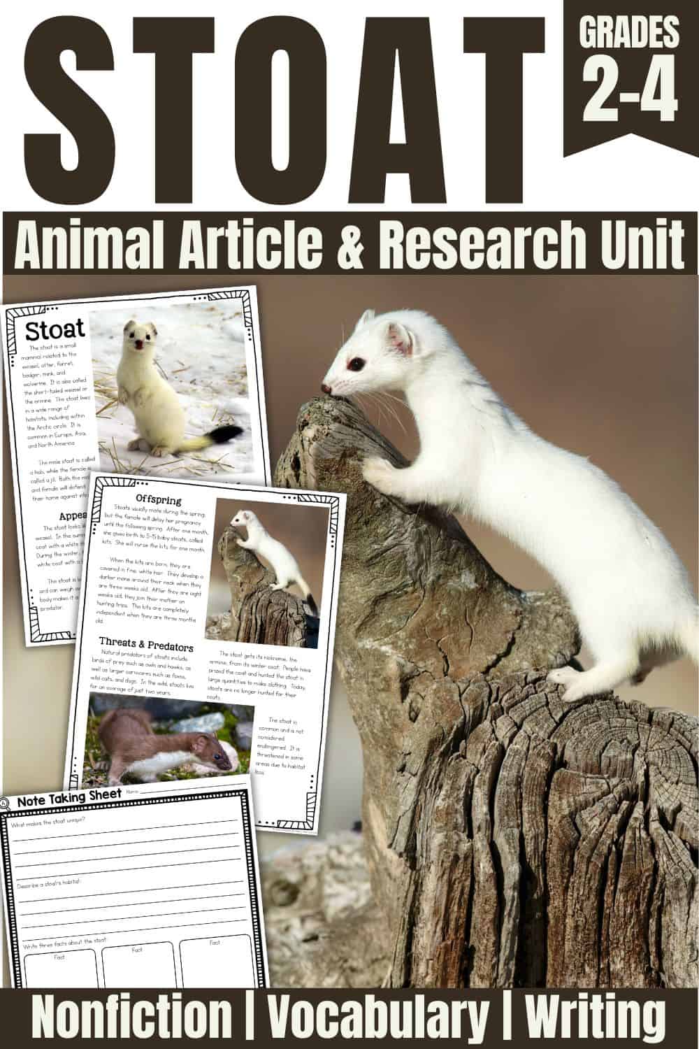 Stoat Informational Article & Research Activities