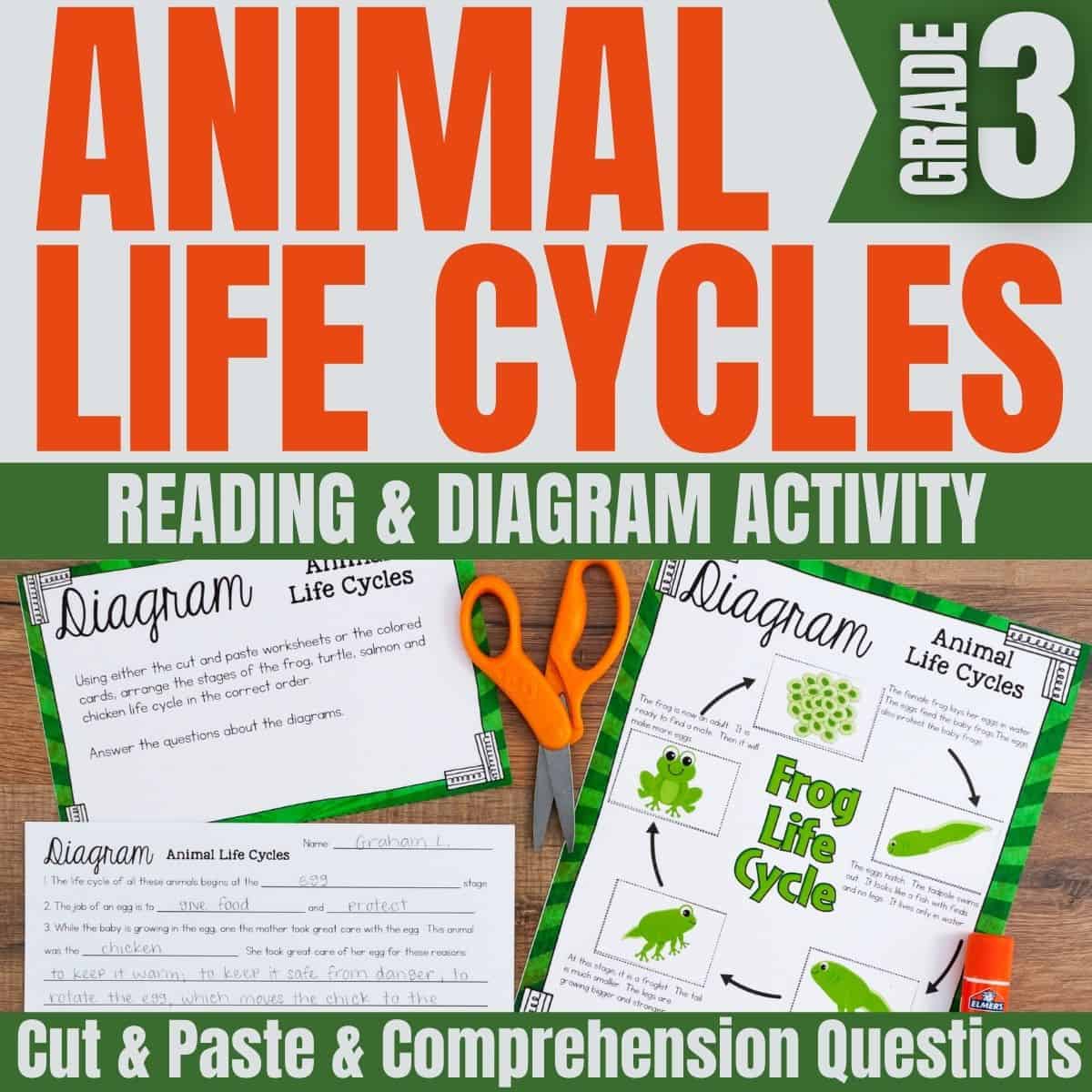 Life Cycle of a Frog + Free Printable Passage 5 Animal Life Cycles1 Grade 3 activity set with a frog life cycle worksheet, scissors, and glue on a wooden surface; includes reading, diagram, cut-and-paste activity, and comprehension questions.