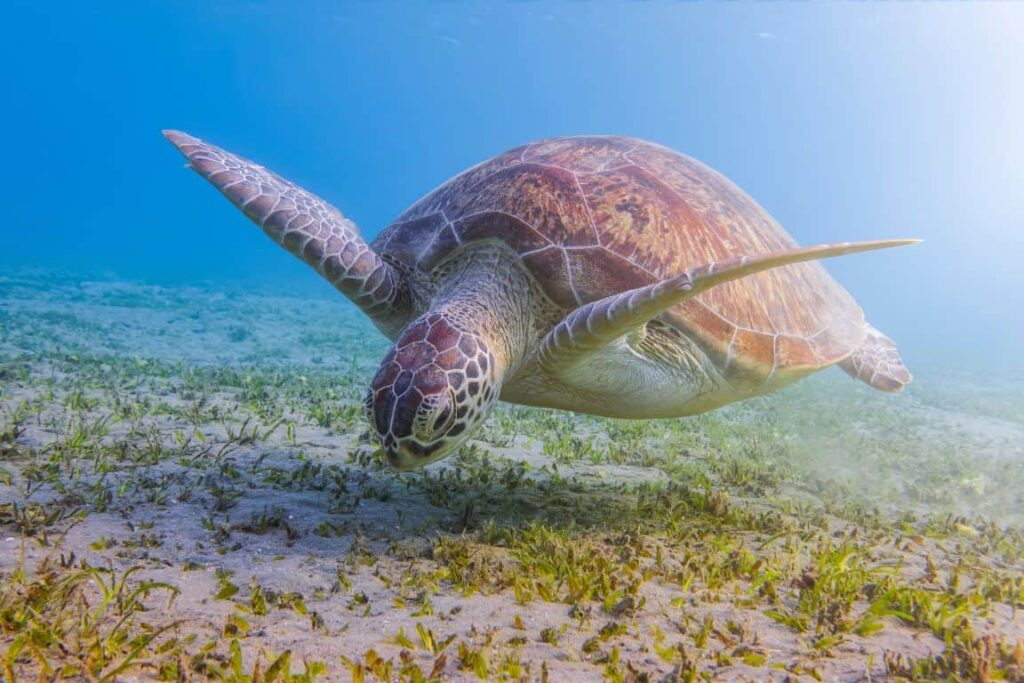 20 Sea Turtle Fun Facts for Kids (and Teachers!) 3 A sea turtle swims gracefully above the sandy ocean floor, with its flippers extended and surrounded by patches of seagrass under clear blue water.