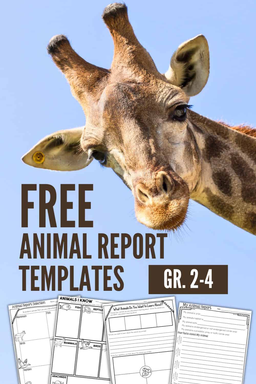Free Animal Report Template for Elementary Classrooms