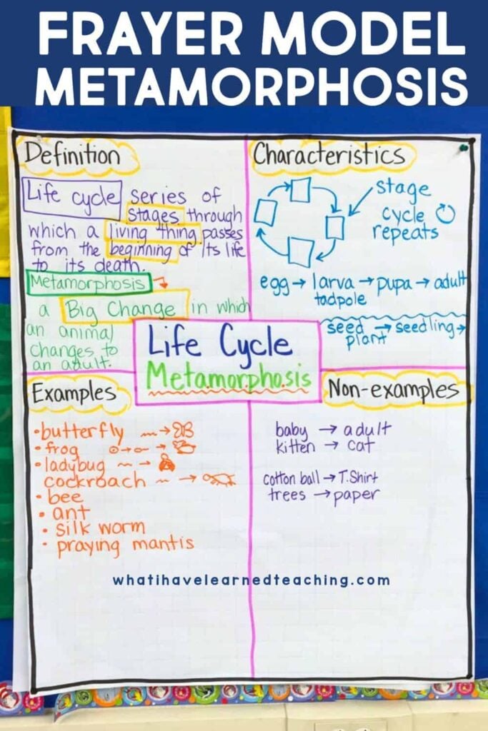 A colorful classroom anchor chart shows how to use a Frayer Model for Metamorphosis with sections for definition, characteristics, examples (like butterfly, frog), and non-examples (such as baby to adult human).