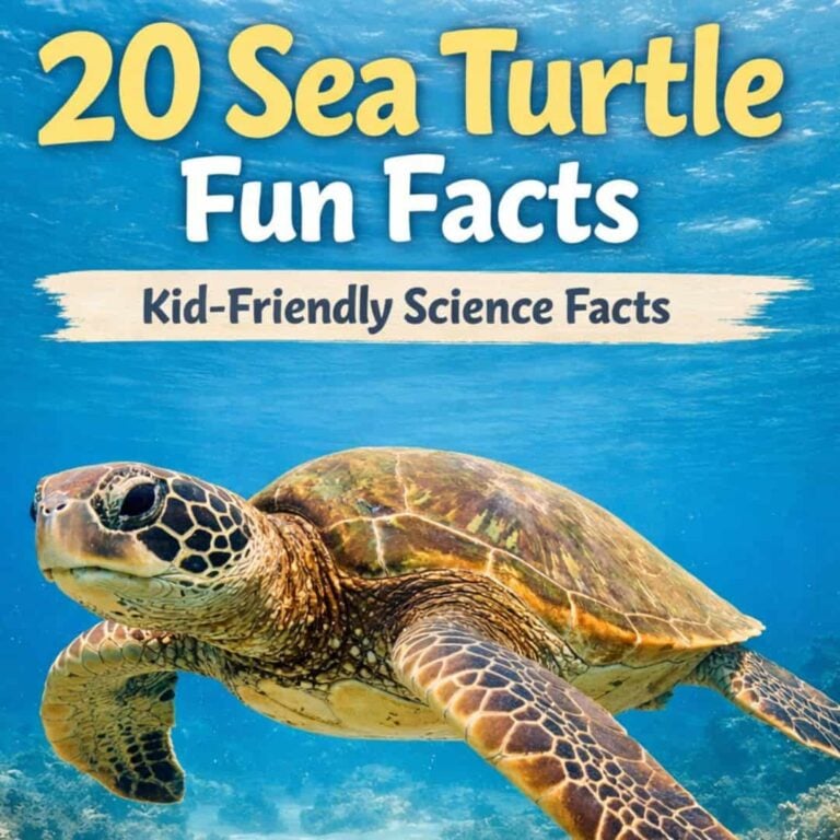 A sea turtle swims underwater with text above it that reads, 20 Sea Turtle Fun Facts and Kid-Friendly Science Facts.