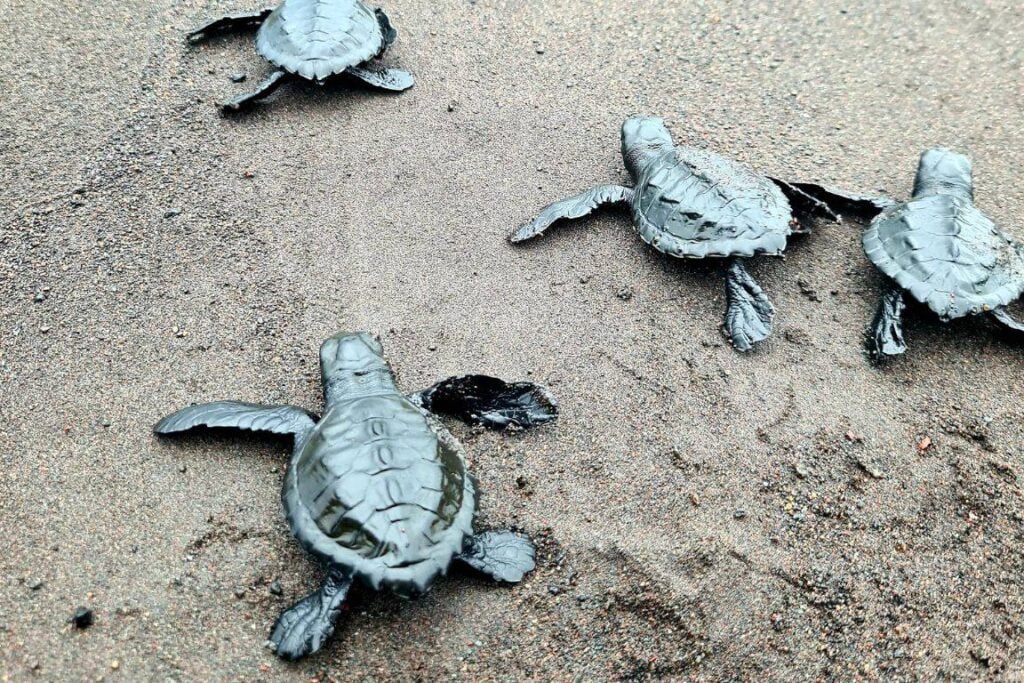 20 Sea Turtle Fun Facts for Kids (and Teachers!) 5 Four baby sea turtles crawl on wet sand, heading toward the water. Their flippers are spread out as they make their way across the beach.