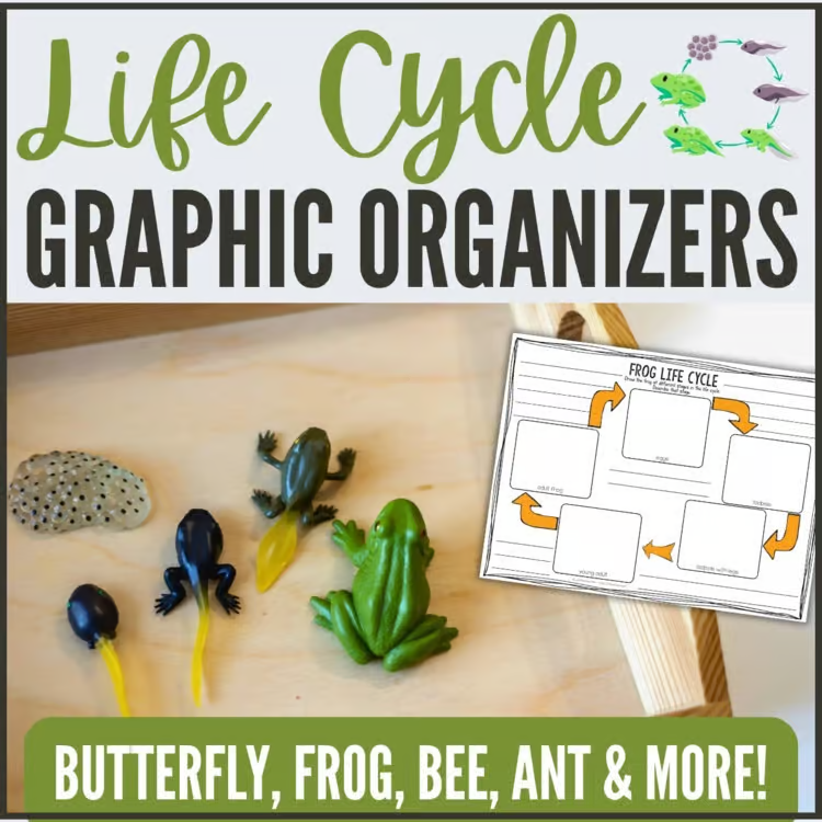 A photo shows plastic models of frog life stages from egg to adult, a worksheet titled &ldquo;Frog Life Cycle,&rdquo; and text promoting graphic organizers for butterfly, frog, bee, ant, and more life cycles.