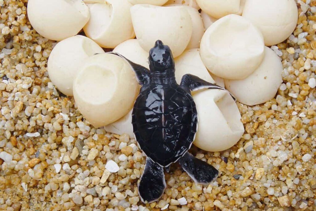 20 Sea Turtle Fun Facts for Kids (and Teachers!) 4 A baby sea turtle on sand lies next to broken eggshells, some of which are still partially intact. The turtle appears to have just hatched.