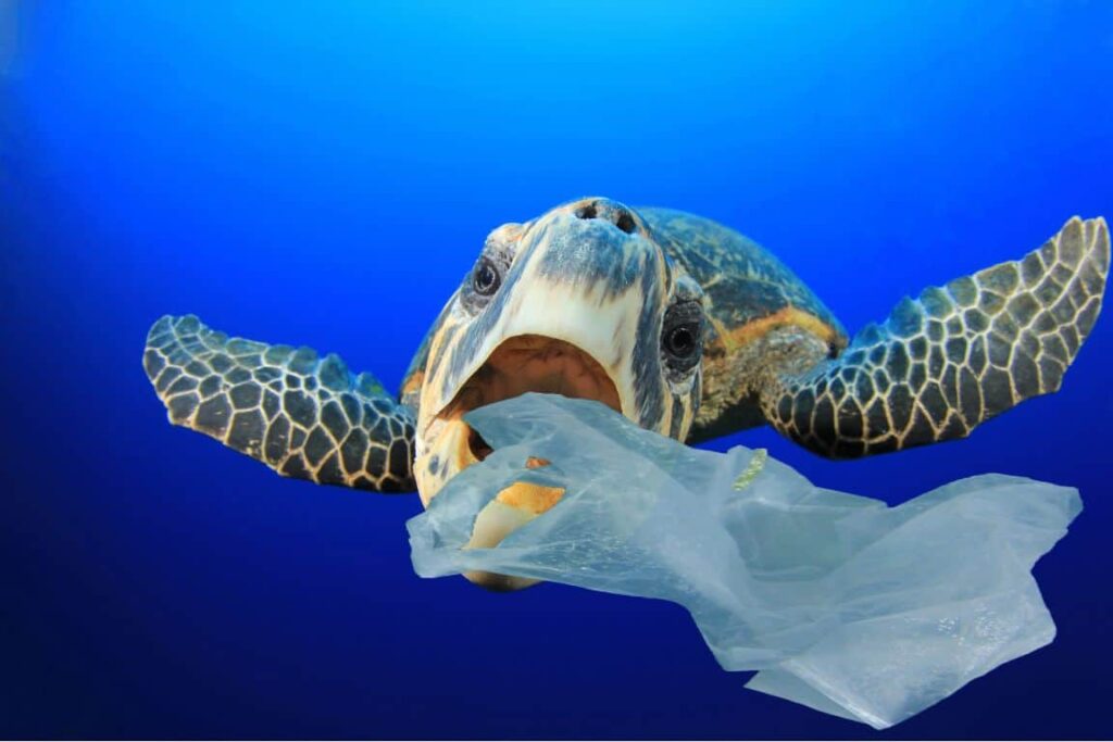 20 Sea Turtle Fun Facts for Kids (and Teachers!) 6 A sea turtle swims underwater with its mouth open, appearing to bite or swallow a piece of floating plastic against a blue ocean background.