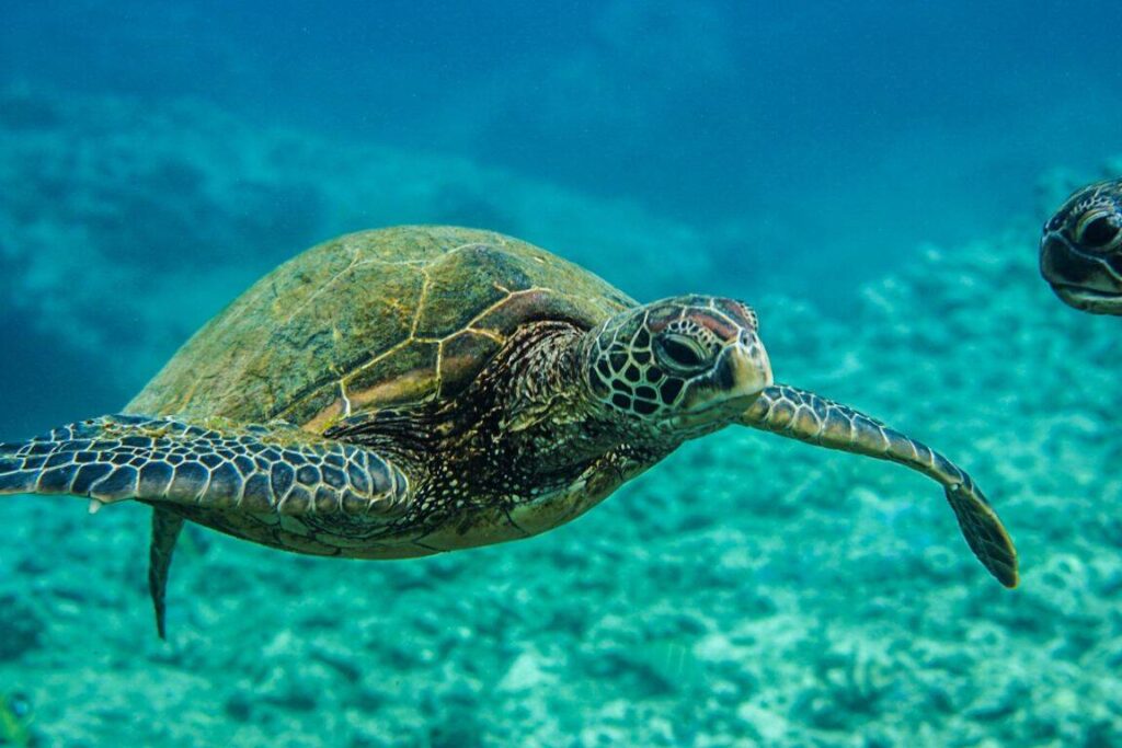 20 Sea Turtle Fun Facts for Kids (and Teachers!) 2 A sea turtle swims underwater near the ocean floor, with its flippers extended. Another turtle is partially visible in the background. The water is clear, revealing coral and rocks below.