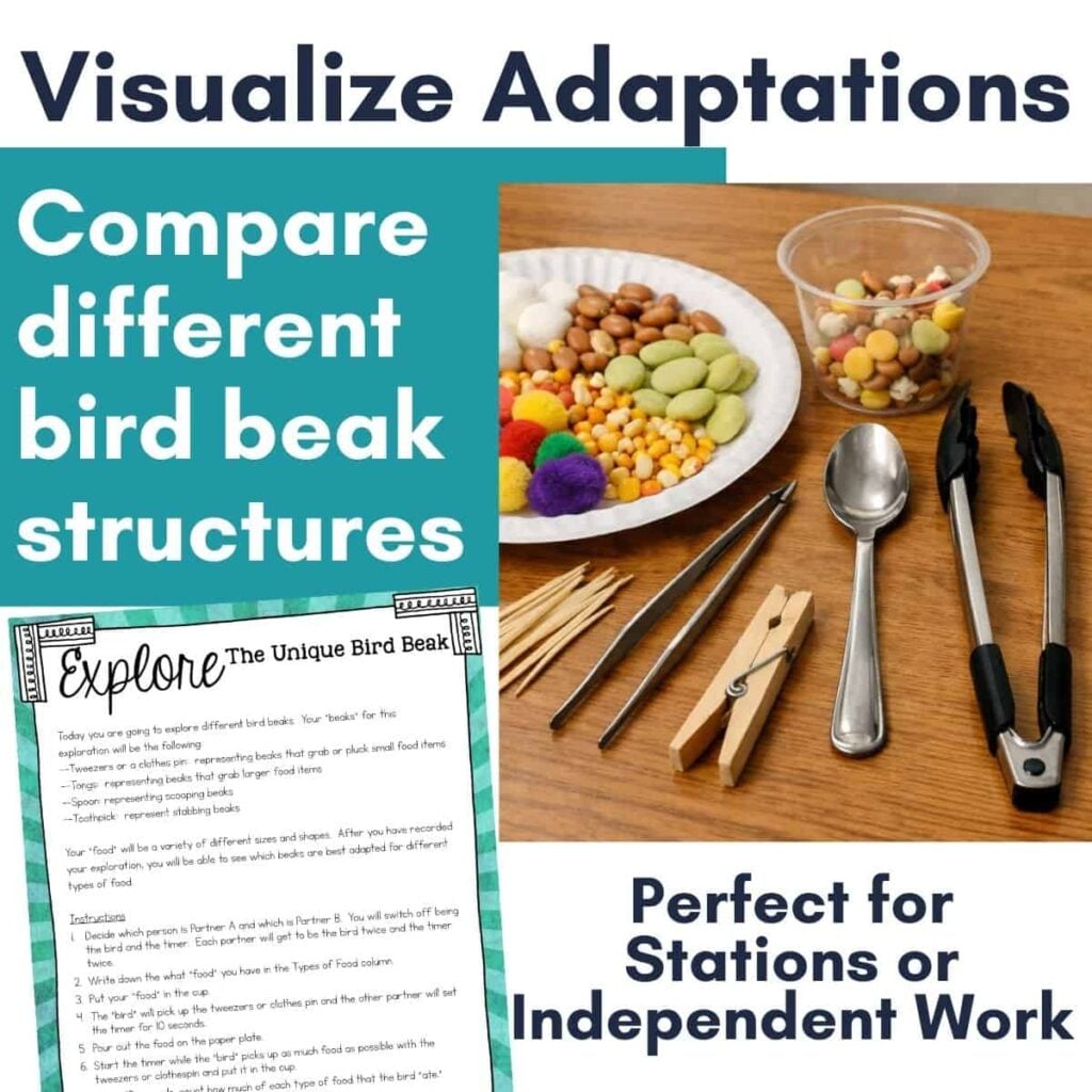 Bird Beak Adaptations: Hands-On Bird Beak Experiment for Students 3 Bird Beak Activity is a teaching resource with a hands-on experiment using tools like buttons, beans, spoons, tongs, and clothespins to explore bird beak adaptations; includes a worksheet and detailed activity instructions.