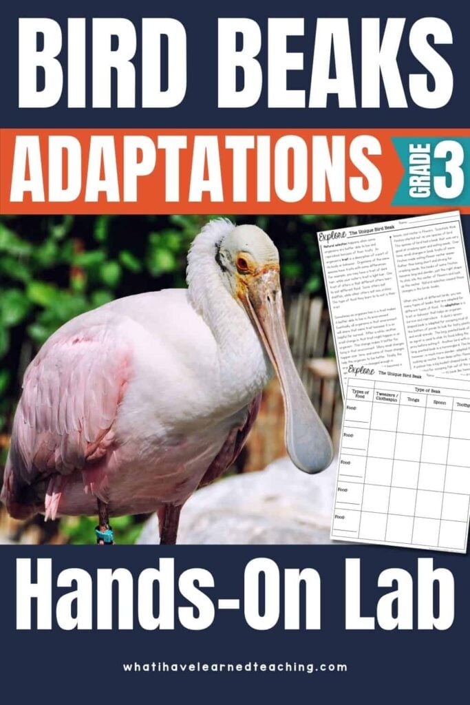 Bird Beak Adaptations: Hands-On Bird Beak Experiment for Students 1 An educational adaptations bird beak lab for a grade 3 bird beak adaptations lab, highlighting a roseate spoonbill photo and worksheet activities to explore different bird beak experiments.