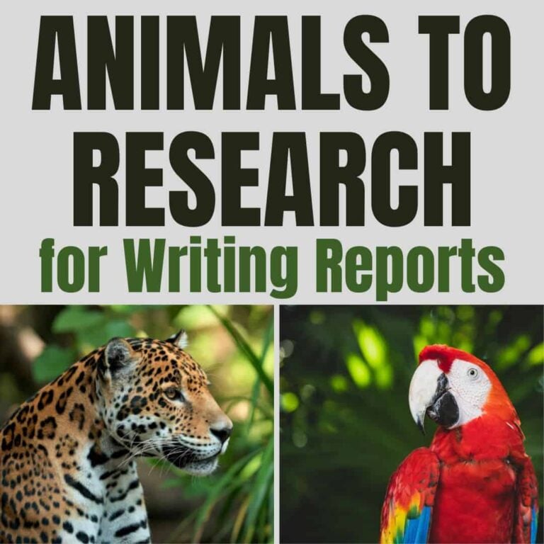 Text reads &ldquo;SQUARE Animal Research Topics.&rdquo; Below, a jaguar appears on the left and a red parrot on the right&mdash;both great for school research projects&mdash;set against lush green leafy backgrounds.