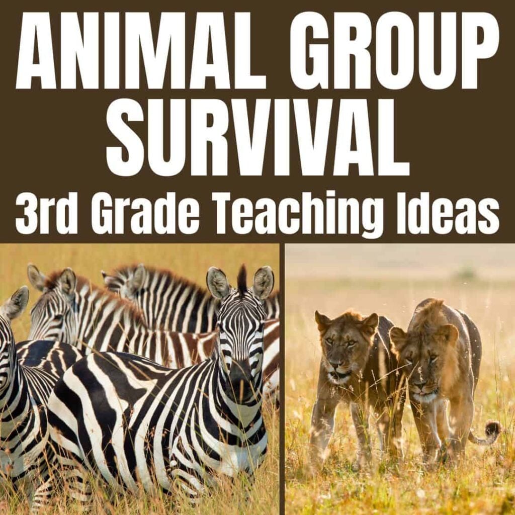 Collage with zebras on the left and two lions on the right in grass; bold header reads SQUARE Animal group survival&mdash;ideal for 3rd grade lessons about how animals survive in groups.
