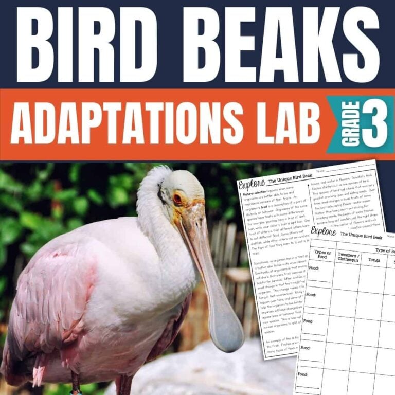 The Bird Beak educational lab for Grade 3 features a pink bird with a square beak and includes worksheets about different bird beaks and their functions—perfect for a fun, hands-on Bird Beak Adaptations Lab!.
