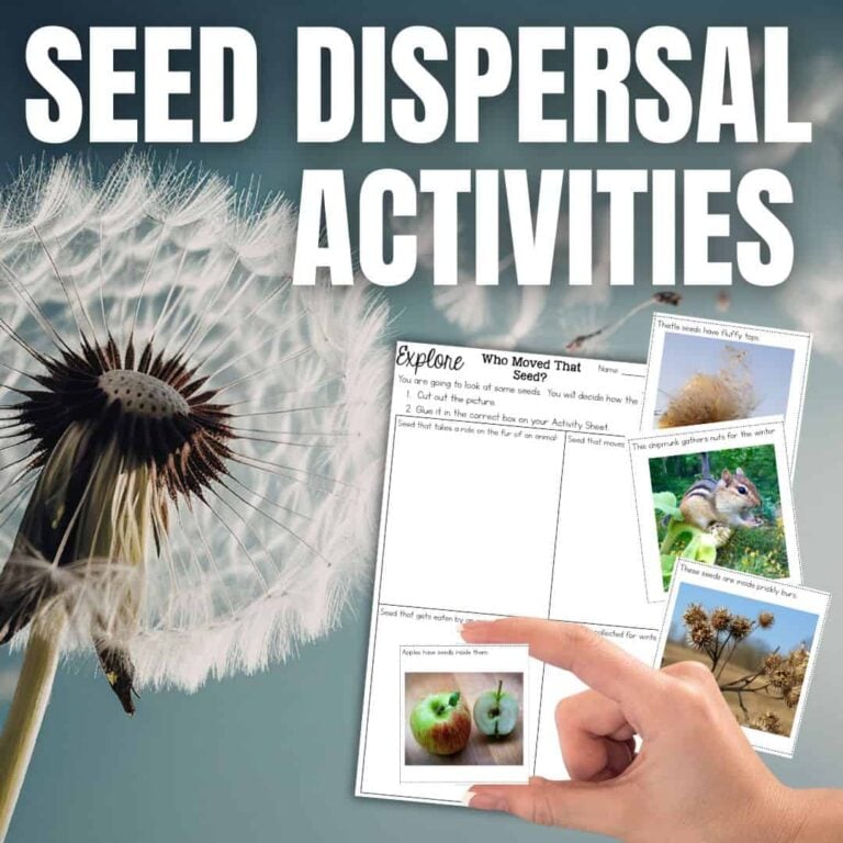 A close-up of a dandelion and the bold text "SQUARE Seed Dispersal (1)". A hand points at a worksheet showing chipmunks and plant pods, demonstrating seed dispersal by animals and wind.