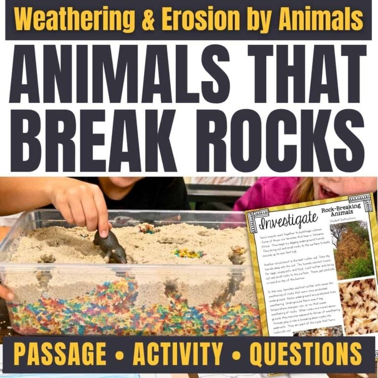 Two children use a plastic bin with pebbles and sand to explore weathering and erosion in this "Animals that Weather Rocks SQUARE" activity. Includes a worksheet titled "Investigate: Rock-Breaking Animals.