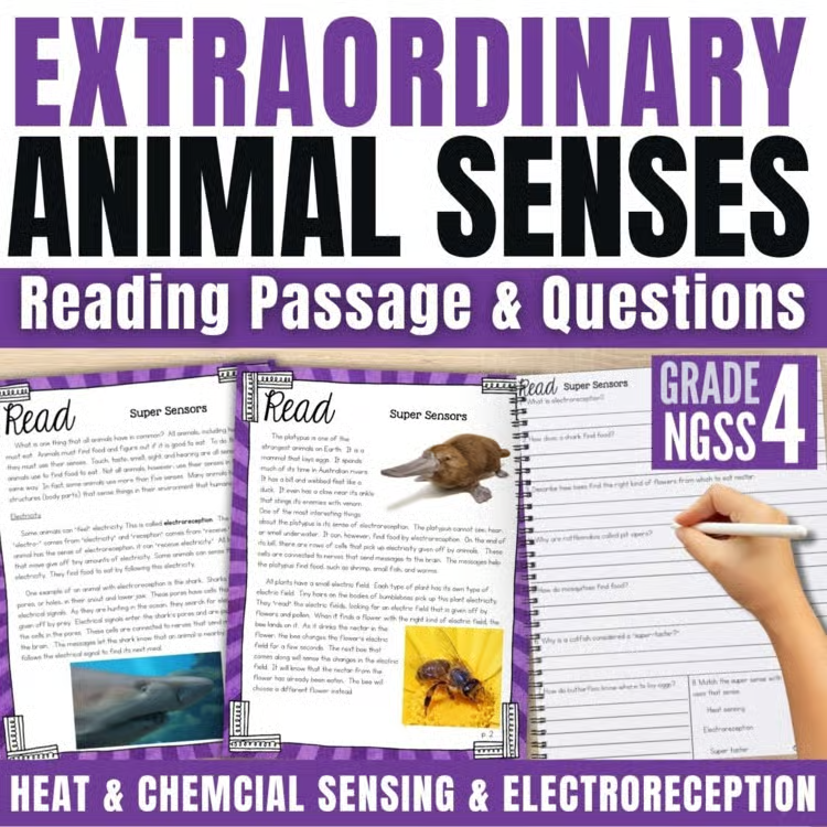 Image is an educational poster for grade 4 on Extraordinary Animal Senses, featuring reading passages, questions, worksheets, handwriting answers, and topics like heat sensing, chemical sensing, electroreception, and animal super senses.