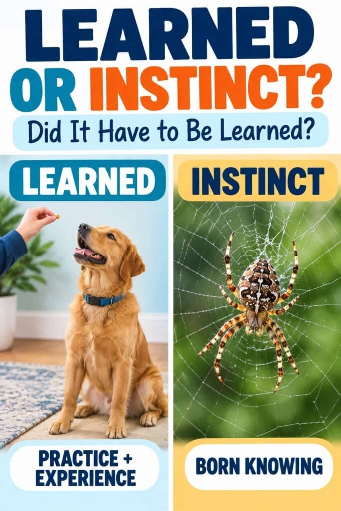Learned Behaviors: Definition, Types, and Examples 3 Split image for “Learned or Instinct”: On the left, a person trains a golden retriever puppy—labeled LEARNED: Practice + Experience, demonstrating types of learned behaviors. On the right, a spider weaves its web—labeled INSTINCT: Born Knowing. Title text at the top poses the question: Did instinct need to be learned?.