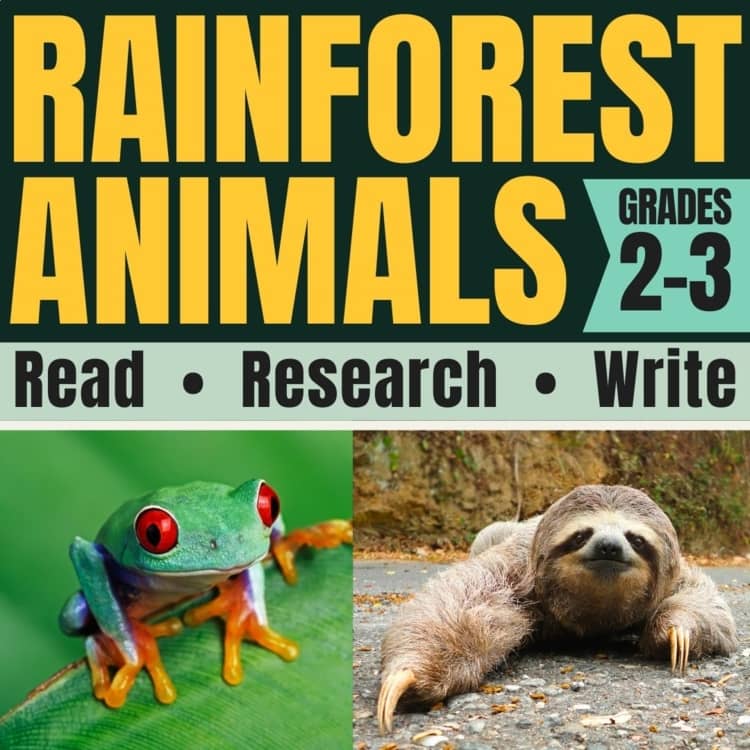 Rainforest Animals: Informational Articles and Comprehension Activities BUNDLE