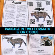 Rainforest Animals: Informational Articles and Comprehension Activities BUNDLE