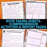 Rainforest Animals: Informational Articles and Comprehension Activities BUNDLE
