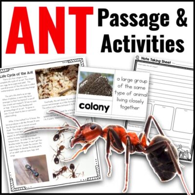 Ant Informational Article and Comprehension Activities