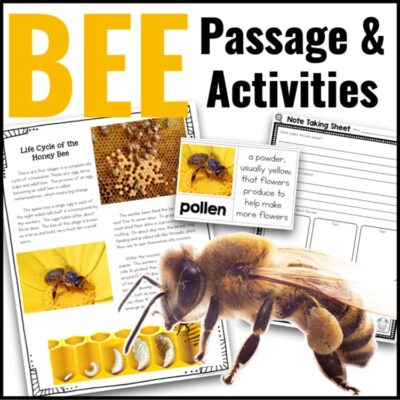 Bee Informational Article and Comprehension Activities