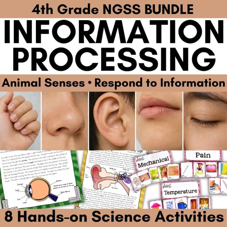 Information Processing BUNDLE: Making Sense of the World Science Stations